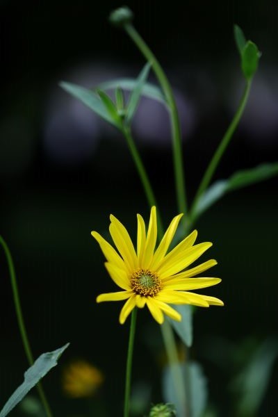Žltý kvet II.