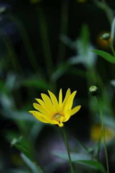 Žltý kvet I.