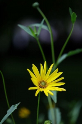 Fotoplátno Žltý kvet II.