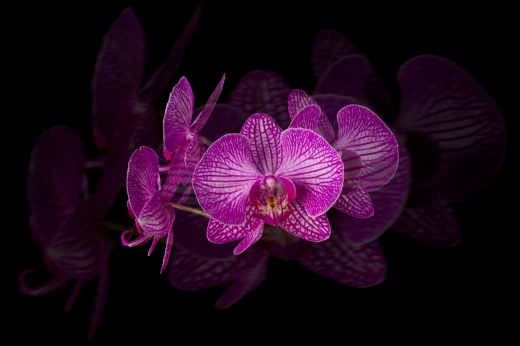 Fotoplátno Orchidea